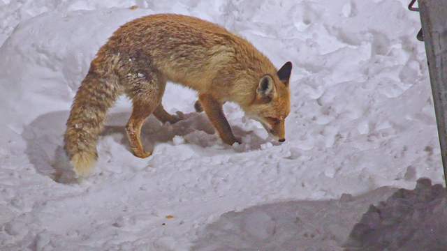 Bitlis'te tilkiler yiyecek ararken dronla görüntülendi