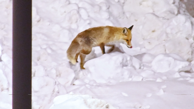 Şehre inen tilkilerin sevimli halleri kameralara yansıdı