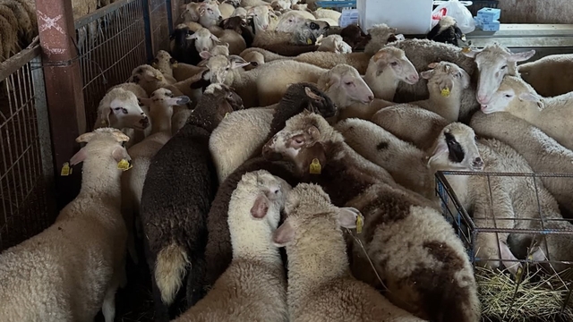 Aydıntepe'de şap hastalığına yönelik kontroller sürüyor