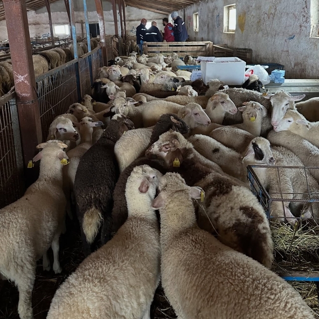 Aydıntepe'de şap hastalığına yönelik kontroller sürüyor