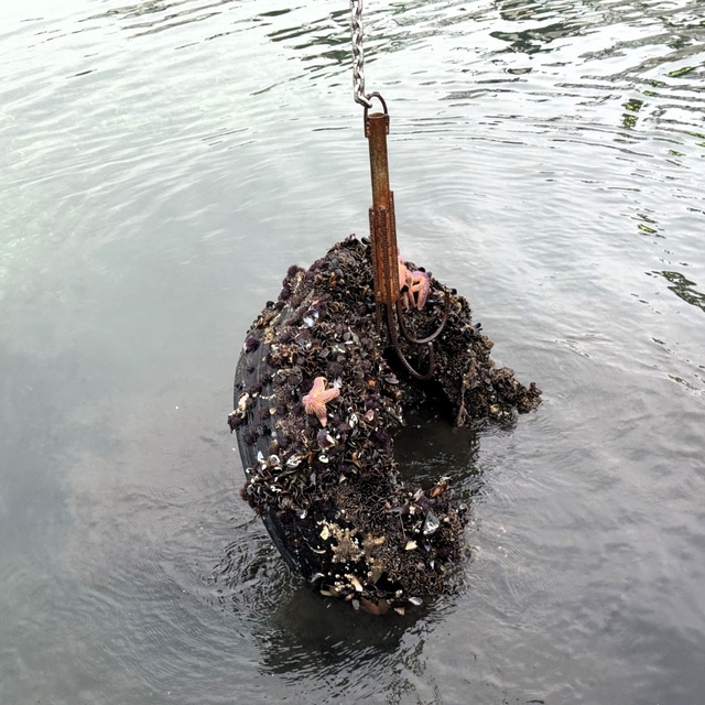 Kocaeli'de deniz dibinden 50 lastik çıktı