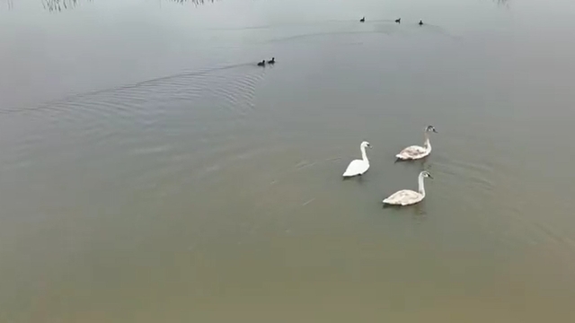 Efteni Gölü kuğuları misafir etti