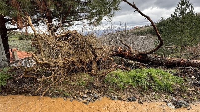 Karacasu'da aşırı yağışlar sonrası toprak kaydı, ağaçlar devrildi