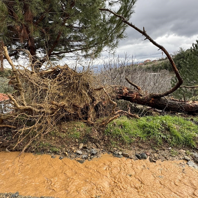Karacasu'da aşırı yağışlar sonrası toprak kaydı, ağaçlar devrildi
