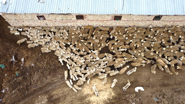 Malatya'da kuzular anneleri ile buluştu