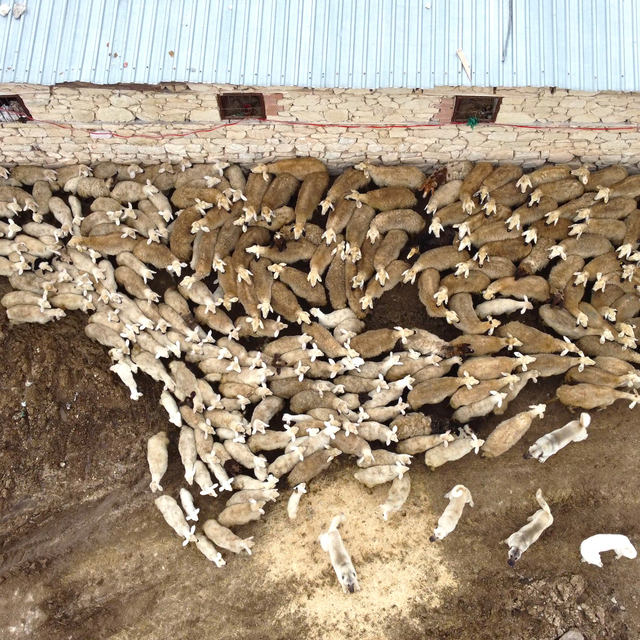 Malatya'da kuzular anneleri ile buluştu