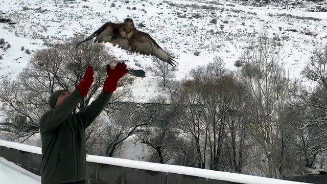 Kars'ta tedavileri tamamlanan 3 şahin doğaya salındı