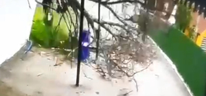 Devrilen ağacın altında kalmaktan son anda kurtuldu