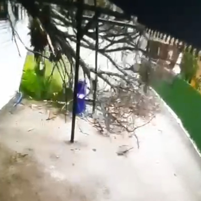 Devrilen ağacın altında kalmaktan son anda kurtuldu