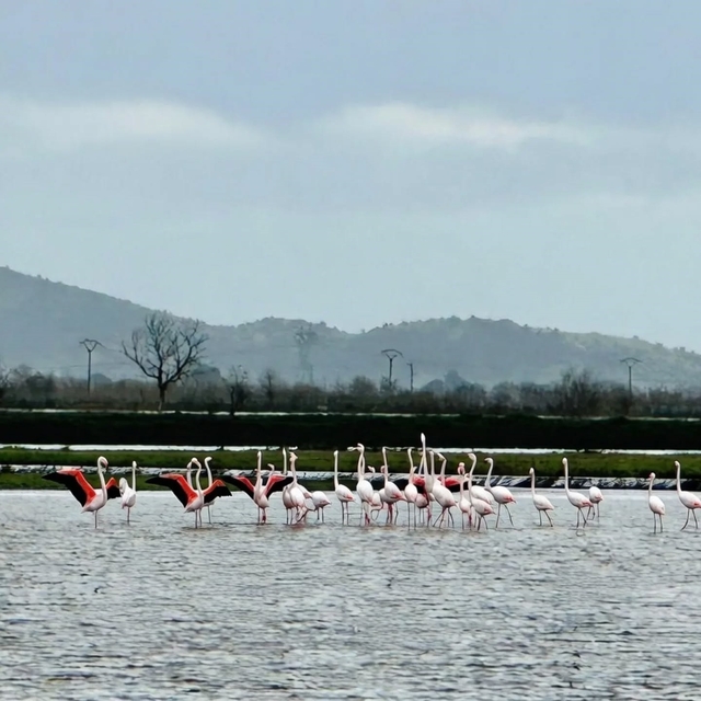 Tarlaları su bastı, flamingolar keyfini sürdü