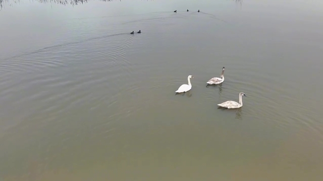 Göç yolundaki 3 kuğu, Efteni Gölü'nde