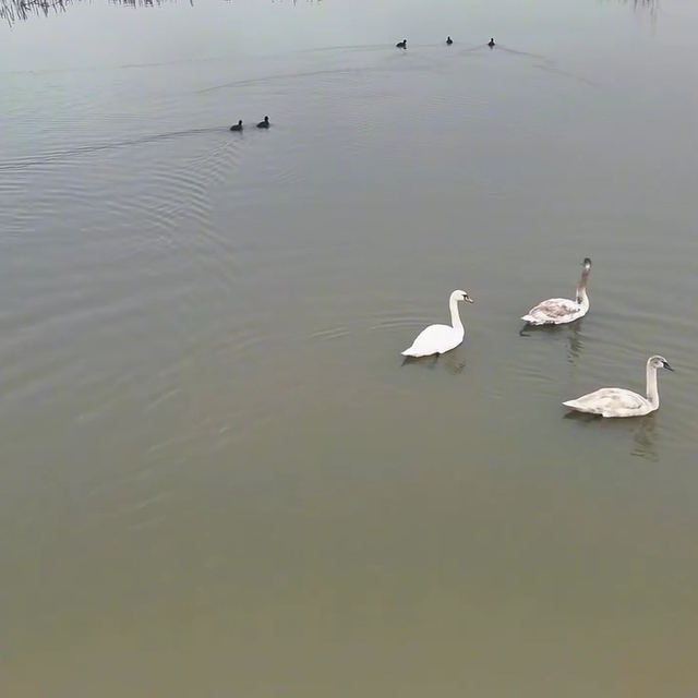 Göç yolundaki 3 kuğu, Efteni Gölü'nde