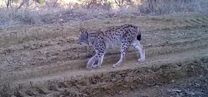 Kırmızı listedeki ormanın hayaleti vaşak fotokapana takıldı