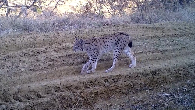 Kırmızı listedeki ormanın hayaleti vaşak fotokapana takıldı