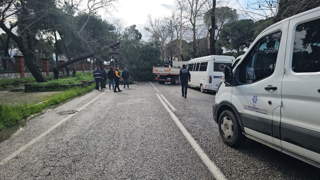 Nazilli'de fırtınayla devrilen dev çam ağacı karayolunu trafiğe kapadı