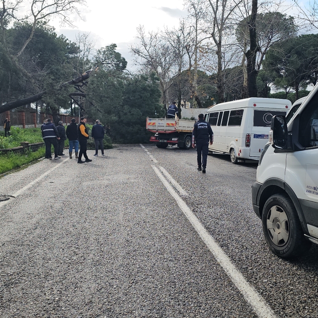 Nazilli'de fırtınayla devrilen dev çam ağacı karayolunu trafiğe kapadı