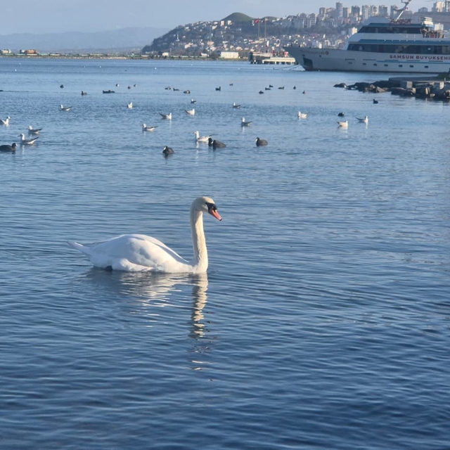 Samsun'da yabani kuşlardan görsel şölen