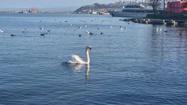 Samsun'da yabani kuşlardan görsel şölen