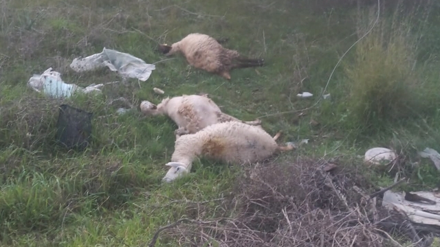 Manavgat'ta kopan elektrik tellerindeki akıma kapılan 3 kuzu telef oldu