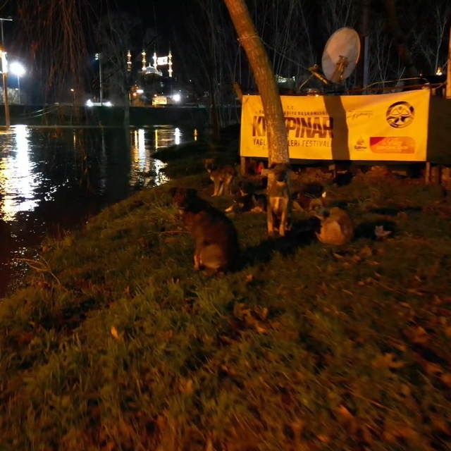 Tunca Nehri taştı: Suyla dolan Sarayiçi güreş alanında köpekler mahsur kald...