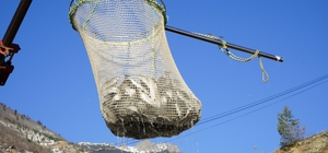 Denizi olmayan Gümüşhane'de alabalık üretimi 2 bin tona ulaştı