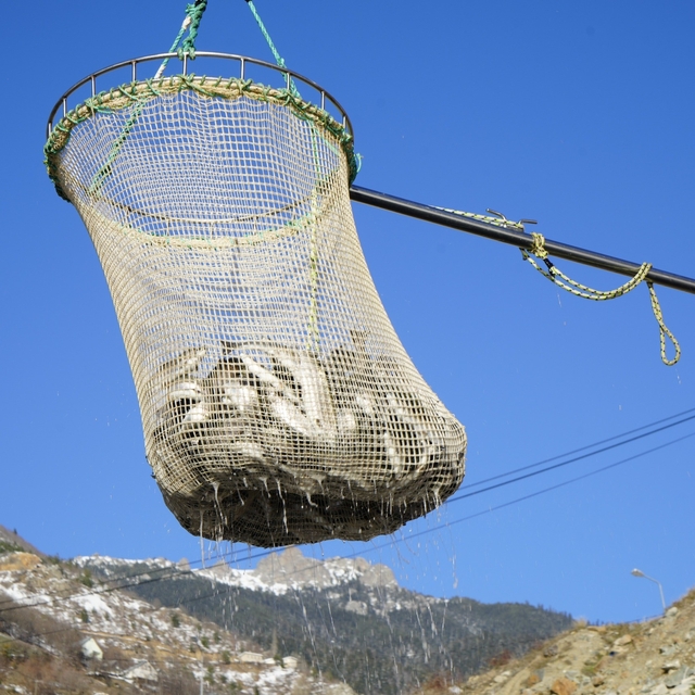 Denizi olmayan Gümüşhane'de alabalık üretimi 2 bin tona ulaştı