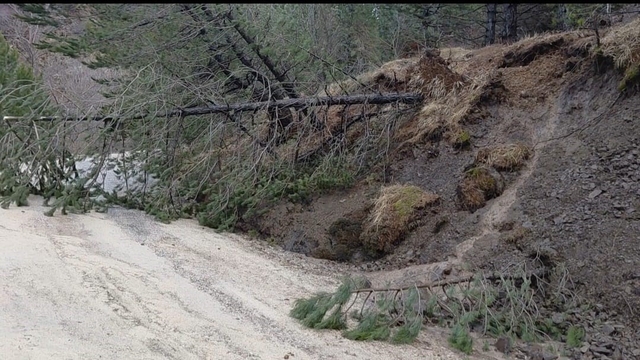 Amasya'da ormanlık alanda heyelan: Ağaçlar devrildi