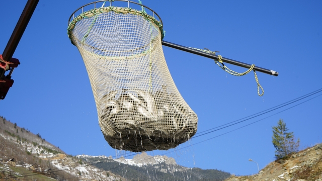 Denizi olmayan Gümüşhane'de alabalık üretimi 2 bin tona ulaştı