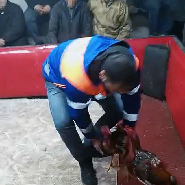 Temizlik işçisi kıyafeti giyen polisten horoz dövüşüne suçüstü; 661 bin lir...