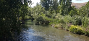 Tohma Çayı'nın ekolojik sağlığı bilimsel olarak ortaya kondu