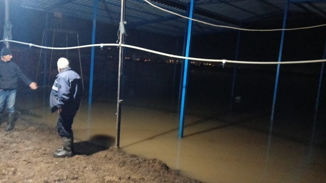 Koçarlı'da su baskını sonrası hayvan tahliyesi sürüyor