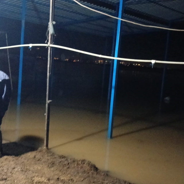 Koçarlı'da su baskını sonrası hayvan tahliyesi sürüyor