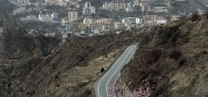 Artvin'de meyve ağaçları çiçek açtı