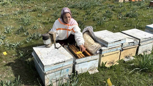 Arıcılığı babasından öğrenen genç devlet desteğiyle kovan sayısını 470'e çıkardı