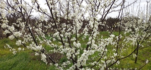 Kocaeli'de erik ağaçları çiçek açtı