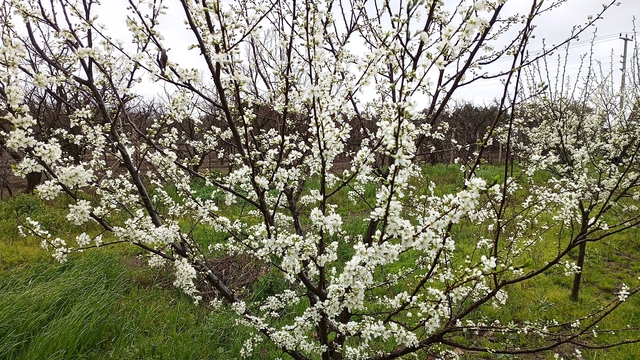 Kocaeli'de erik ağaçları çiçek açtı