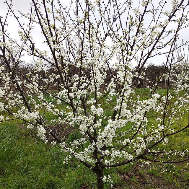 Kocaeli'de erik ağaçları çiçek açtı