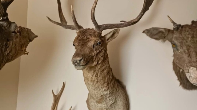 Tekirdağ'da yaban hayvanlarına ait 40 adet tahnit ve trofe ele geçirildi