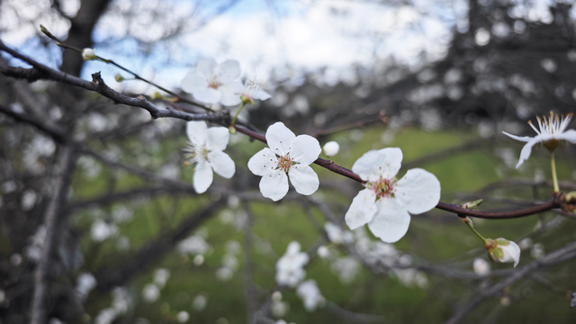 Samsun'da şubat ayında erik ağaçları çiçek açtı