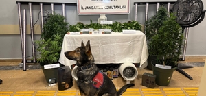 Yalova'da evi uyuşturucu serasına çeviren 2 zanlı tutuklandı