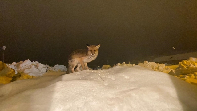 Aç kalan tilkiye şefkat eli: "O yedikçe ben mutlu oldum"