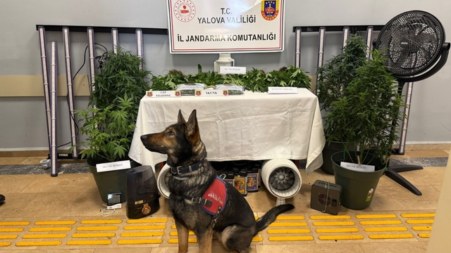 Yalova'da evi uyuşturucu serasına çeviren 2 zanlı tutuklandı