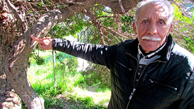 Alaçatı'da, sakızın 70 yıllık geçmişini anlattılar