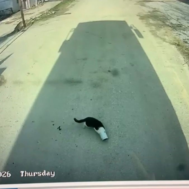 Malatya'da kafası konserve kutusuna sıkışan kediyi otobüs şoförü kurtardı