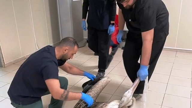 Yaralı pelikanlar tedavilerinin ardından doğaya salındı