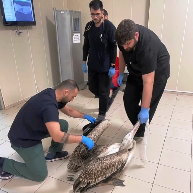 Yaralı pelikanlar tedavilerinin ardından doğaya salındı