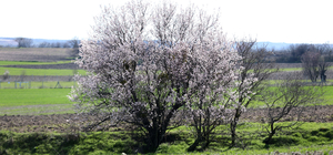 Kırklareli'nde badem ağaçları çiçek açtı