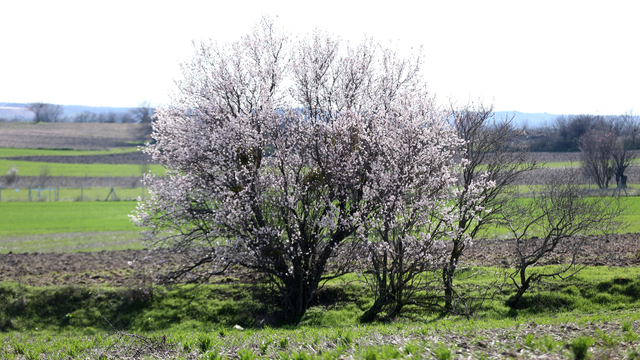 Kırklareli'nde badem ağaçları çiçek açtı