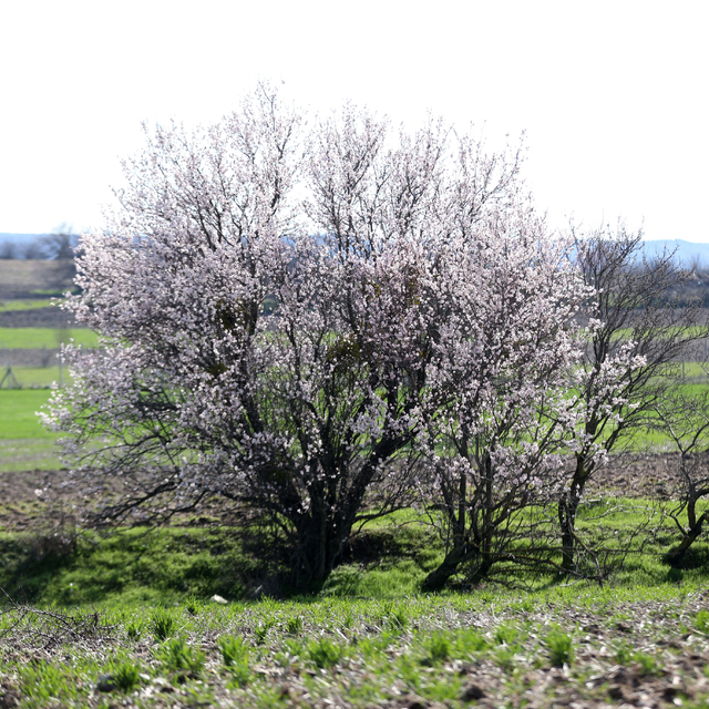 Kırklareli'nde badem ağaçları çiçek açtı