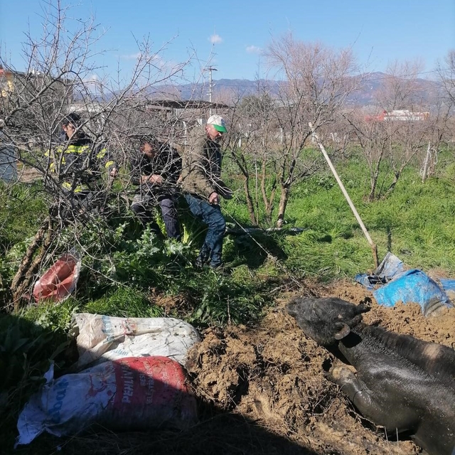 Denizli'de foseptik çukuruna düşen inek itfaiye ekiplerince kurtarıldı